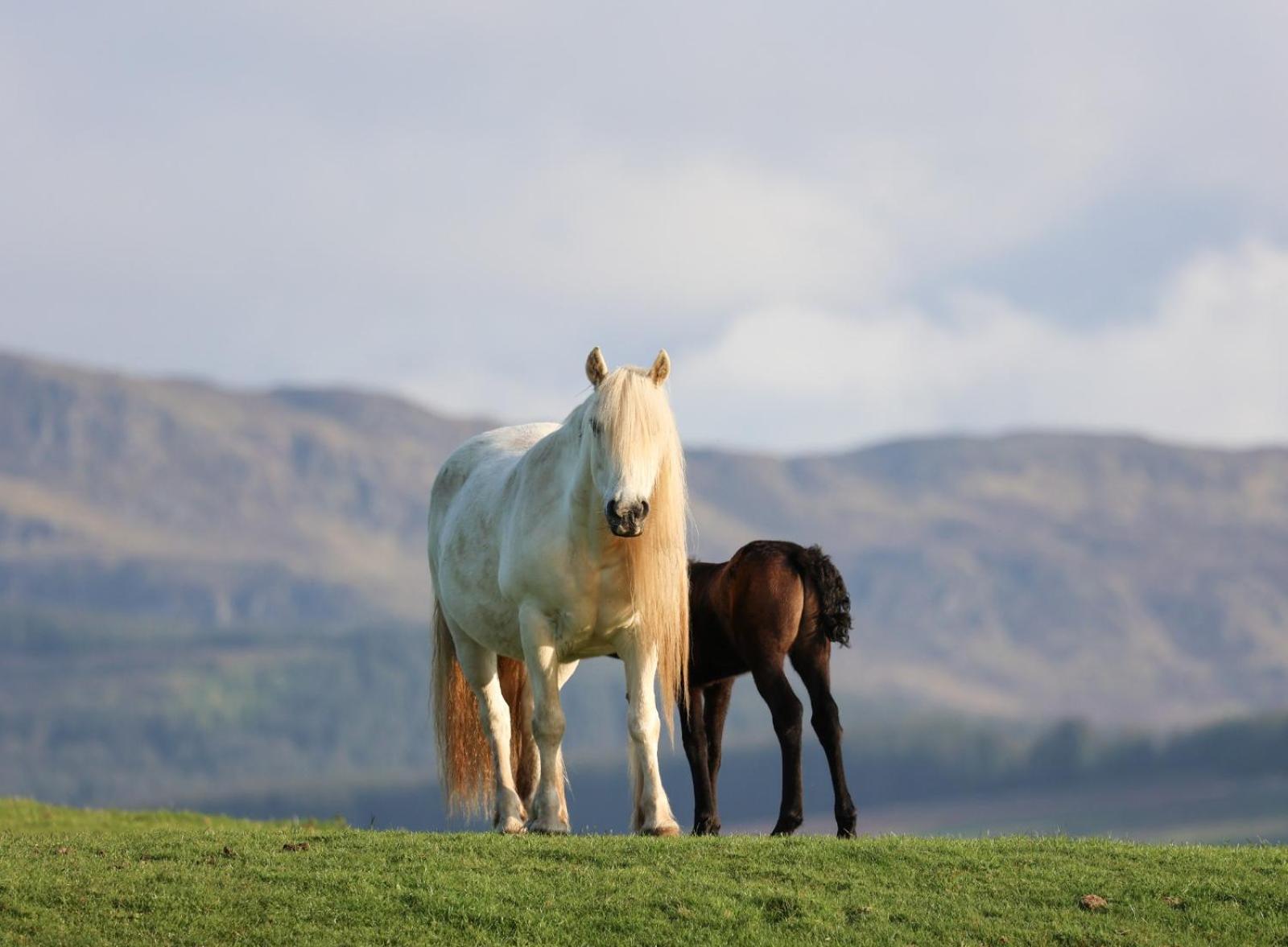 Errichel House And Cottages Aberfeldy Exteriér fotografie